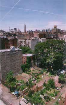 sky view of garden