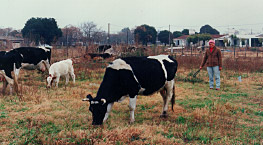 cows